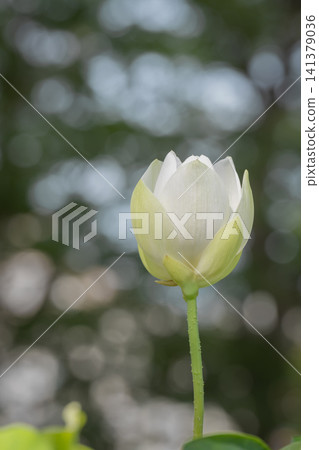 大船花卉中心的白蓮花 大船花卉中心的白蓮花 141379036