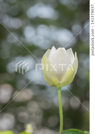 大船花卉中心的白蓮花 大船花卉中心的白蓮花 141379037