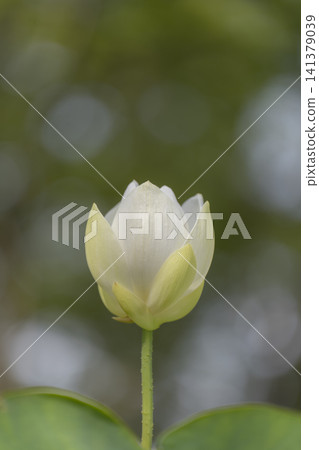 大船花卉中心的白蓮花 大船花卉中心的白蓮花 141379039