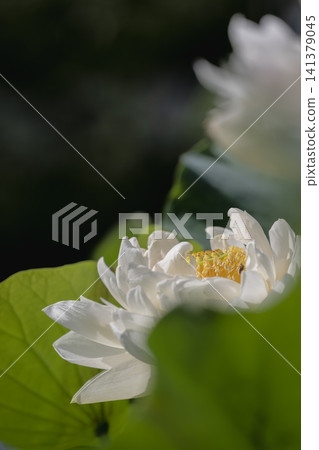 White lotus flowers at Ofuna Flower Center 141379045