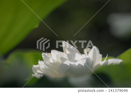 White lotus flowers at Ofuna Flower Center White lotus flowers at Ofuna Flower Center 141379046