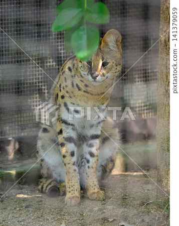 A wary serval cat A wary serval cat 141379059