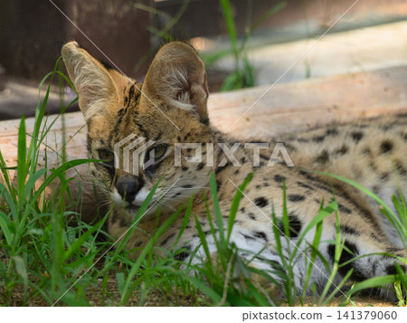 The gaze of a serval cat The gaze of a serval cat 141379060