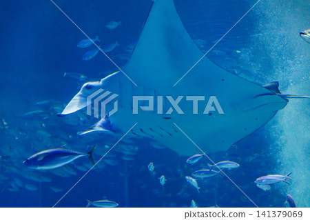 Giant manta rays gracefully soar in the deep blue tank of the aquarium. Giant manta rays gracefully soar in the deep blue tank of the aquarium. 141379069