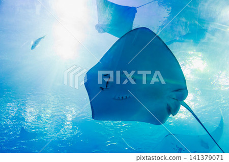 巨大鬼蝠魟在水族館深藍水槽中優雅翺翔 巨大鬼蝠魟在水族館深藍水槽中優雅翺翔 141379071