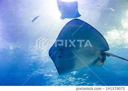 巨大鬼蝠魟在水族館深藍水槽中優雅翺翔 巨大鬼蝠魟在水族館深藍水槽中優雅翺翔 141379072