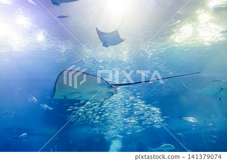 巨大鬼蝠魟在水族館深藍水槽中優雅翺翔 巨大鬼蝠魟在水族館深藍水槽中優雅翺翔 141379074
