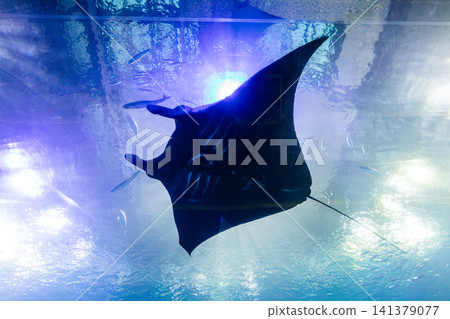 巨大鬼蝠魟在水族館深藍水槽中優雅翺翔 141379077
