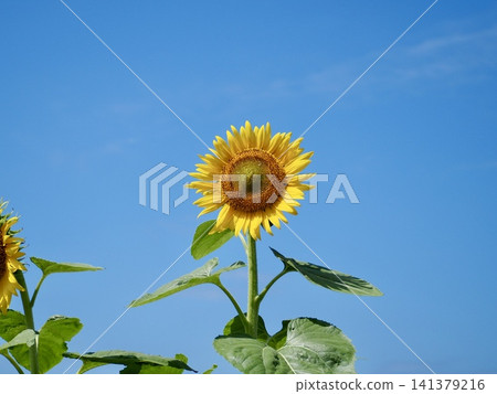 仲夏天空和向日葵 仲夏天空和向日葵 141379216