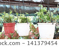 Variegated Hedera, Hedera helix Variegata is a climbing vine plant 141379454