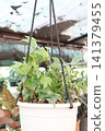 Variegated Hedera, Hedera helix Variegata is a climbing vine plant 141379455