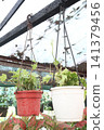 Variegated Hedera, Hedera helix Variegata is a climbing vine plant 141379456
