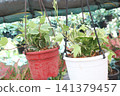 Variegated Hedera, Hedera helix Variegata is a climbing vine plant 141379457