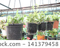 Variegated Hedera, Hedera helix Variegata is a climbing vine plant 141379458