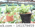 Variegated Hedera, Hedera helix Variegata is a climbing vine plant 141379459