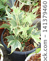 Variegated Hedera, Hedera helix Variegata is a climbing vine plant 141379460