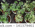 Variegated Hedera, Hedera helix Variegata is a climbing vine plant 141379461