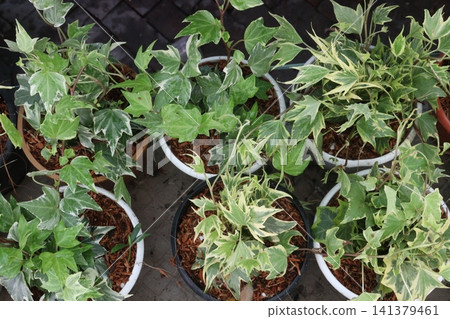 Variegated Hedera, Hedera helix Variegata is a climbing vine plant Variegated Hedera, Hedera helix Variegata is a climbing vine plant 141379461