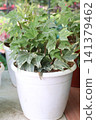 Variegated Hedera, Hedera helix Variegata is a climbing vine plant 141379462