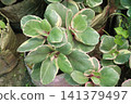 Variegated Kalanchoe blossfeldiana, Tricolor, Aurora is a succulent plant 141379497