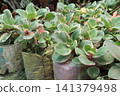 Variegated Kalanchoe blossfeldiana, Tricolor, Aurora is a succulent plant 141379498