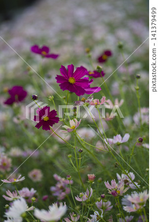 Cosmos flowers are in bloom in the cosmos field. Cosmos flowers are in bloom in the cosmos field. 141379499