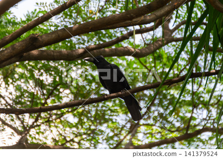 Black crow resting tree branch surrounded by lush green foliage highlighting natural wildlife behavior peaceful forest environment Black crow resting tree branch surrounded by lush green foliage highlighting natural wildlife behavior peaceful forest environment 141379524