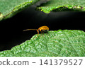 Close view of orange leaf beetle resting green leaf highlighting insect anatomy natural habitat detailed macro wildlife photography 141379527