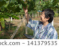Woman inspecting green grape clusters vineyard while using tablet for crop monitoring quality control sustainable agriculture management 141379535