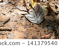 Close view of termites foraging across dry leaves soil forest floor highlighting insect activity decomposition natural ecosystem processes 141379540
