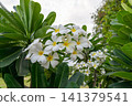 Fresh white frangipani blossoms yellow centers blooming among lush green leaves creating vibrant tropical garden display natural daylight 141379541