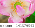 Close view of pink lotus flower vibrant yellow center tiny spider soft petals highlighting natural beauty botanical detail delicate wildlife 141379543
