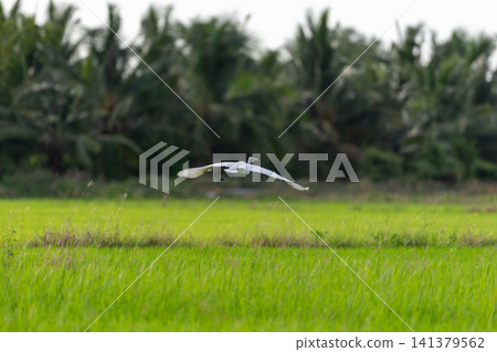 White egret glides above green rice field tropical trees the background capturing graceful wildlife flight peaceful agricultural landscape White egret glides above green rice field tropical trees the background capturing graceful wildlife flight peaceful agricultural landscape 141379562