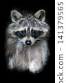 Close up view Raccoon. Wild animal isolated on a black background 141379565