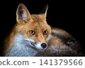 Close up view red fox. Wild animal isolated on a black background 141379566