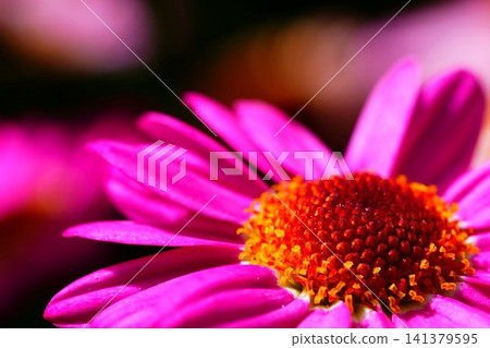 雛菊花心和花瓣的精美微距照片。 141379595