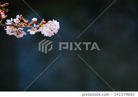寂靜的春天 寂靜的春天 141379682