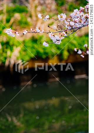 櫻花倒映在水面上 141379685