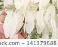 white obcordate leaf plant on farm 141379688