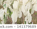 white obcordate leaf plant on farm 141379689