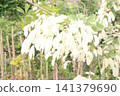 white obcordate leaf plant on farm 141379690