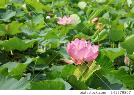 Lotus flowers blooming in Kagami Pond at Saruga Park Lotus flowers blooming in Kagami Pond at Saruga Park 141379807