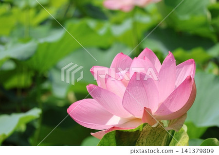 Lotus flowers at Kagami Pond in Saruga Park Lotus flowers at Kagami Pond in Saruga Park 141379809