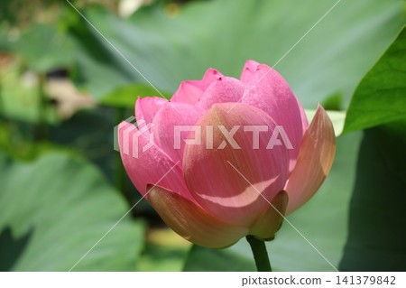 Lotus flowers at Kagami Pond in Saruga Park 141379842