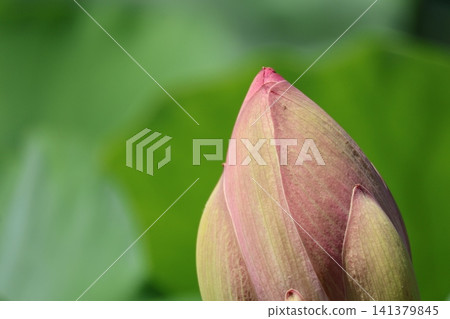 Saruga Park, lotus buds at Kagami Pond (3) Saruga Park, lotus buds at Kagami Pond (3) 141379845