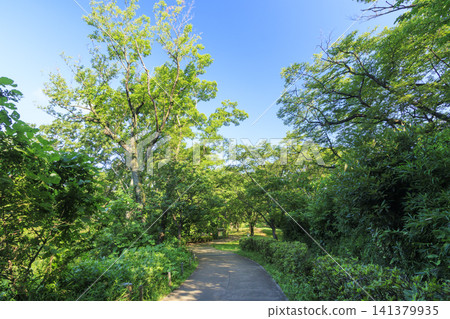 夏天藍天和米領域 夏天藍天和米領域 141379935