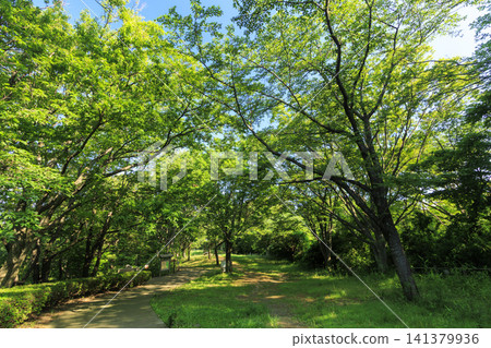 夏天藍天和米領域 夏天藍天和米領域 141379936