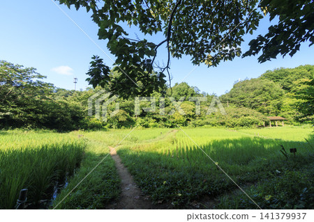 夏天藍天和米領域 夏天藍天和米領域 141379937