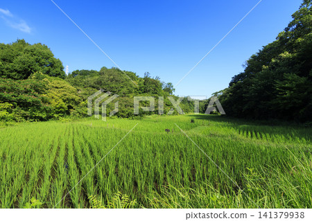 夏天藍天和米領域 夏天藍天和米領域 141379938