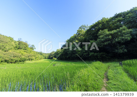 夏天藍天和米領域 夏天藍天和米領域 141379939